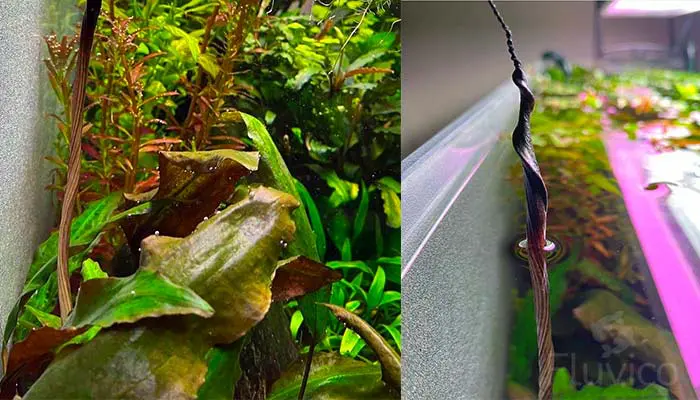 Cryptocoryne affinis