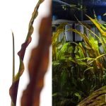 Cryptocoryne crispatula