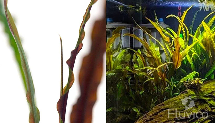 Cryptocoryne crispatula