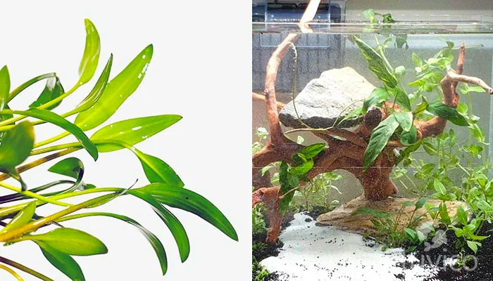 Cryptocoryne lucens