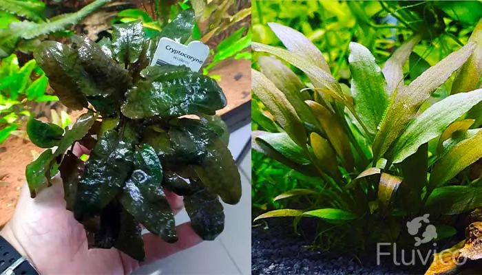 Cryptocoryne walkeri