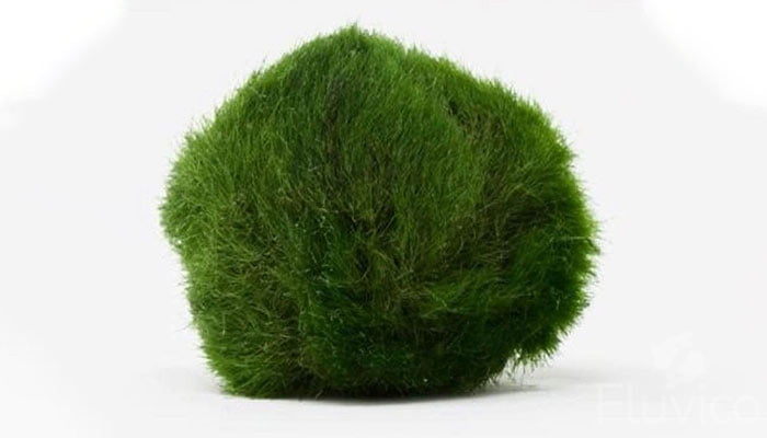 Detailed view of Marimo Moss Ball