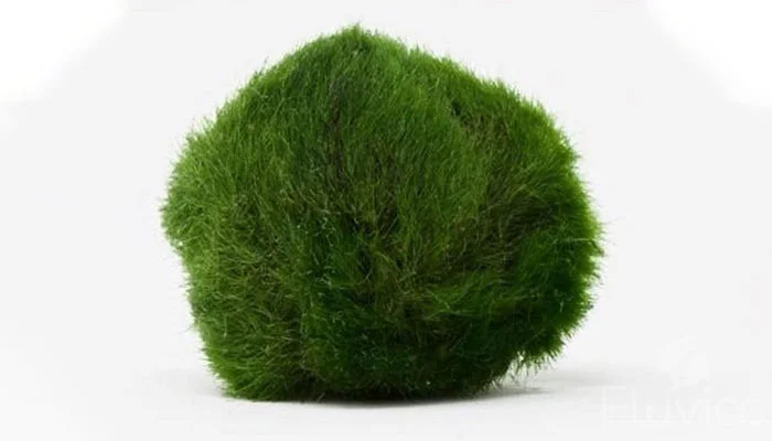 Marimo Moss Ball Care Guide – The World's Easiest Aquarium “Plant” –  Aquarium Co-Op