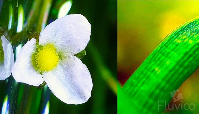 Dwarf Sagittaria Flowers