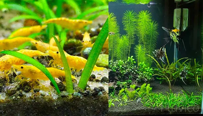 Dwarf Sagittaria Care Guide Growth Tips Fluvico