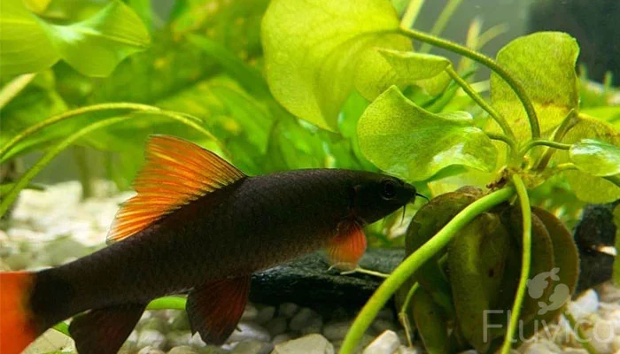 Fish hiding under pennywort leaves