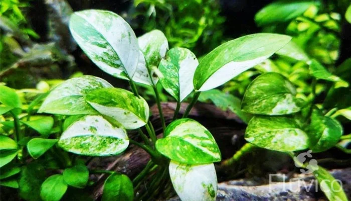 Healthy Anubias