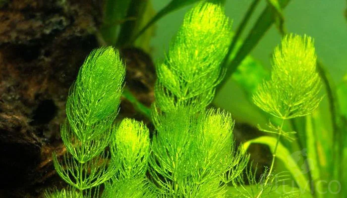 Hornwort