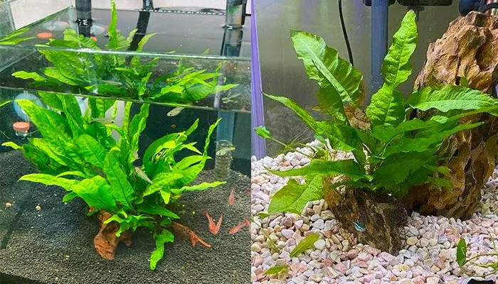 Java Fern in Nano Aquarium