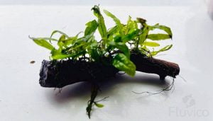 Java Fern Care Guide: Growth, Planting, and Propagation | Fluvico