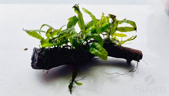 Java Fern attached to driftwood