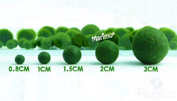 Marimo Moss Balls 0.8cm to 3cm