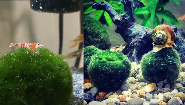 What could cause a Marimo moss ball to do this? : r/PlantedTank