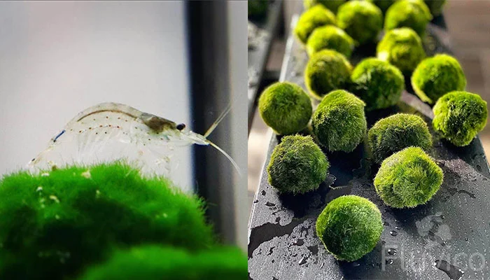 Moss Ball