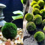 Marimo Moss Balls in aquarium