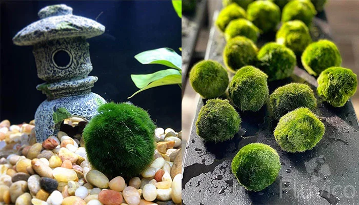 HOW TO ADD MARIMO MOSS BALLS TO YOUR AQUARIUM/ESTABLISHED