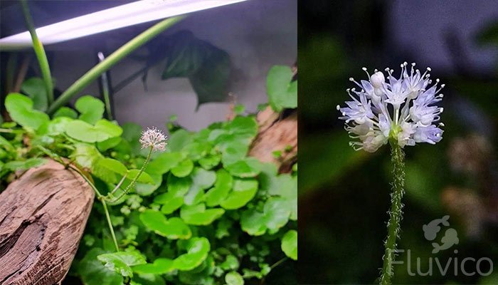 Pennywort Flowering