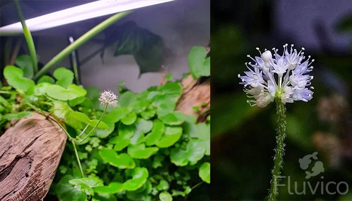 Pennywort Flowering