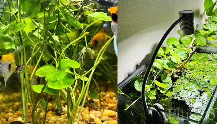 Pennywort Fish Hiding Space