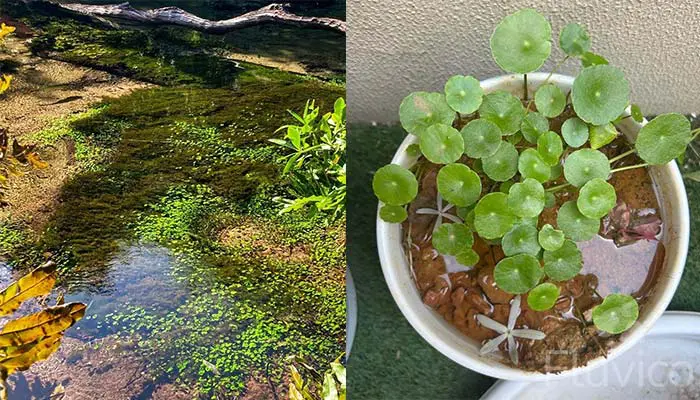 Pennywort growing outside wild