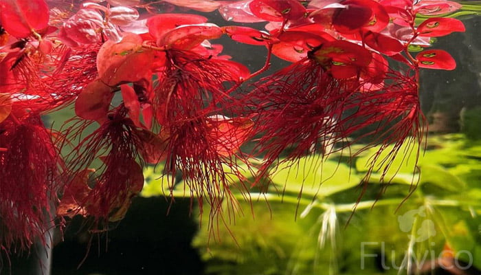 Red-Red-Floater-roots