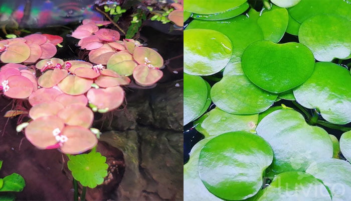 Red-Red-Floater-vs-Frogbit