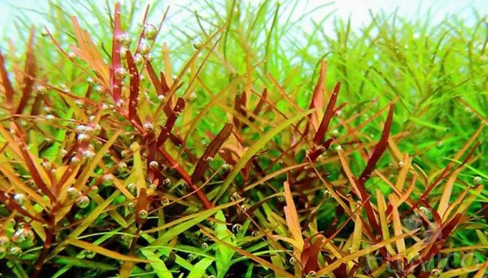 Rotala-Rotundifolia