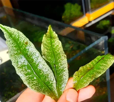 Java Fern White Variation