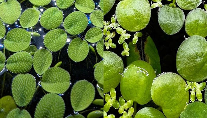 Water-Spangles-and-Frogbit