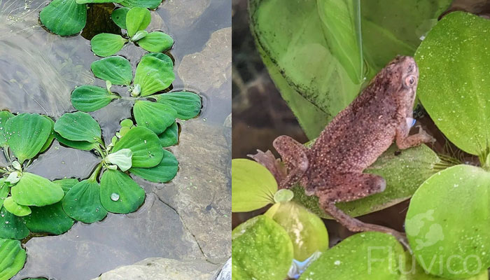 Water-lettuce-frog