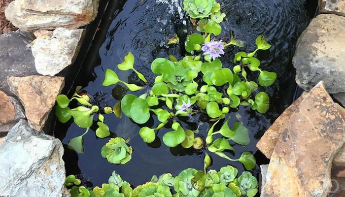 Water-lettuce-pond