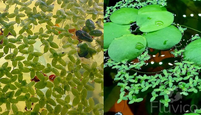 duckweed-2