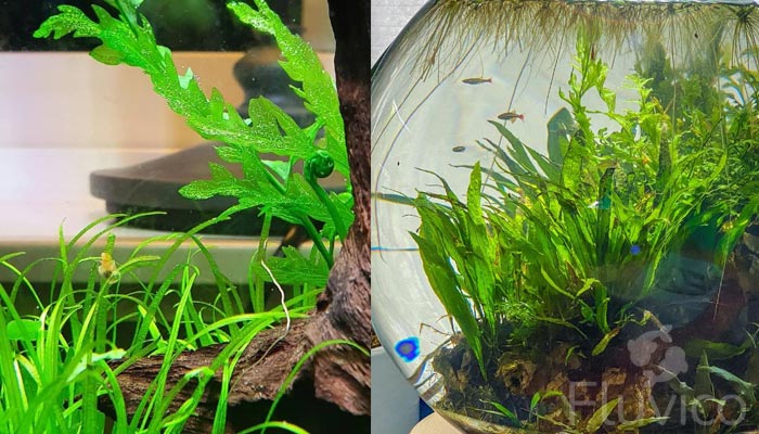African water fern- n small tank