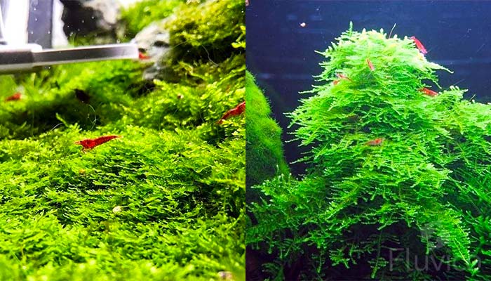 Christmas Moss with Cherry Shrimp