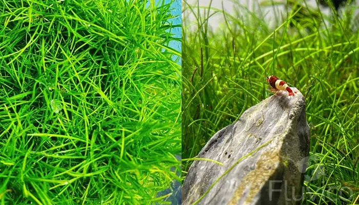 Dwarf Hairgrass