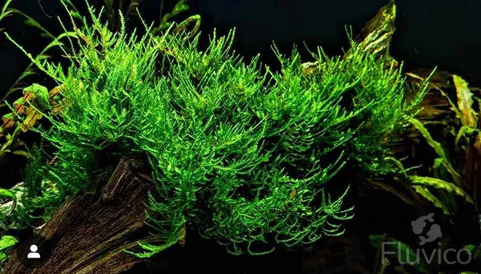 Healthy Green Peacock Moss