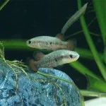 Livebearers