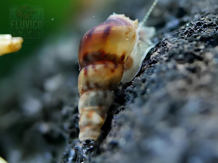 Malaysian Trumpet Snails (Melanoides tuberculatus)