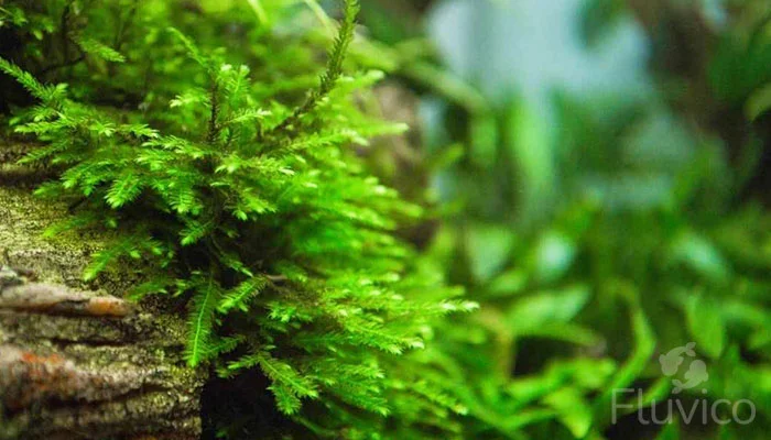 Christmas Moss Care, Propagation, & Issues - Tank Addict