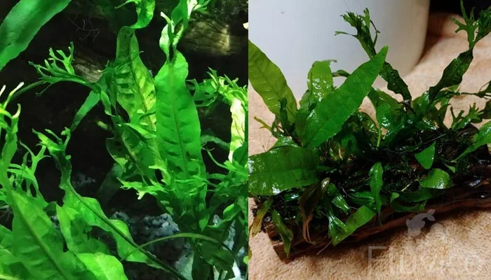 Windelov Java Fern planting