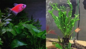 Essential Care Guide for Your Windelov Java Fern | Fluvico