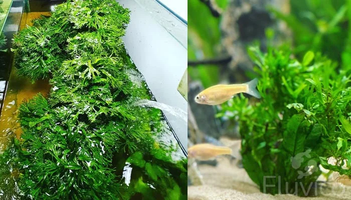 Windelov Java Fern watering tank