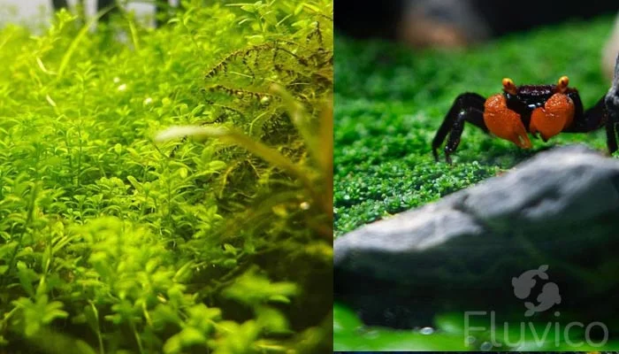 dwarf baby tears crabt dwarf-baby-tears-crab