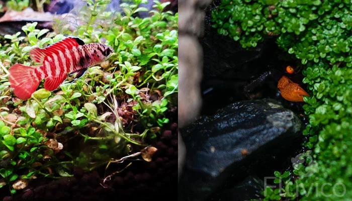 dwarf baby tears tank mates dwarf-baby-tears-tank-mates