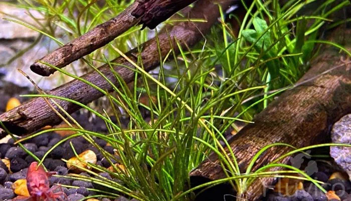 dwarf hair grass dwarf-hair-grass