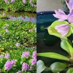 water hyacinth close up