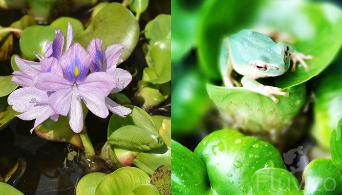 water hyacinth frog