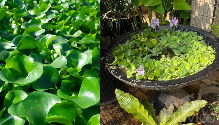 water hyacinth plant pot