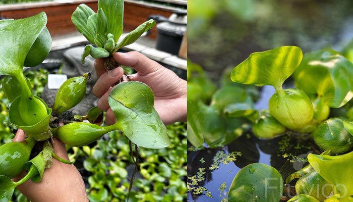 water hyacinth propagating