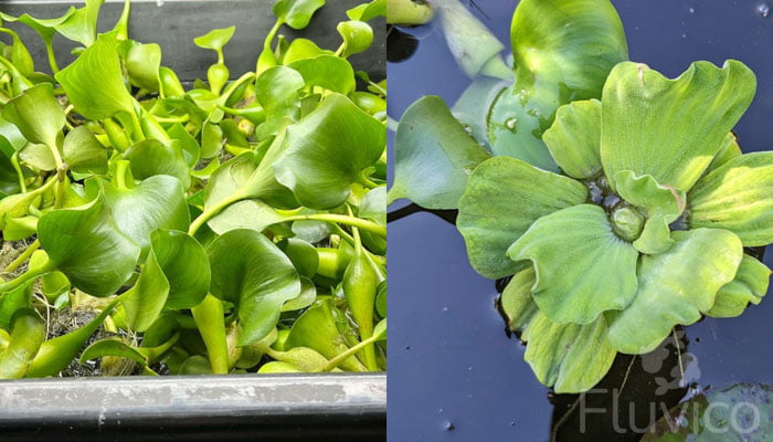 water hyacinth quarantine
